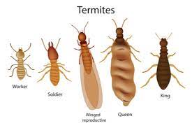 Maggots vs Termites